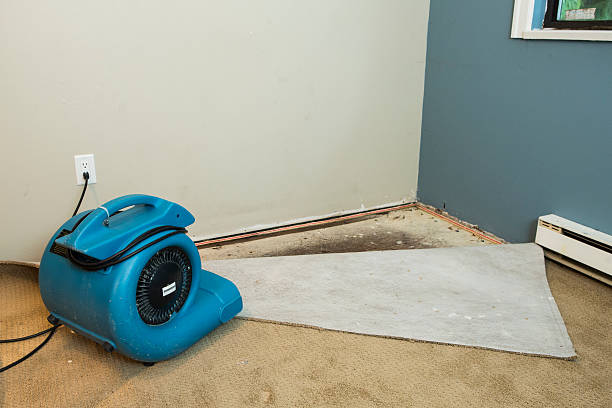 How to Mitigate Mold Growth After Water Damage